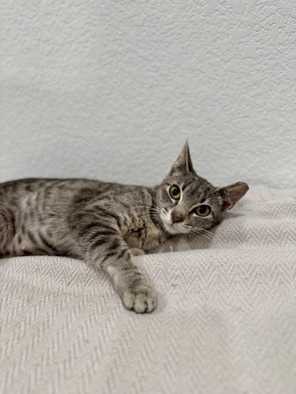 Enlarge Nala, an adopted Domestic Short Hair in Las Vegas, NV image 3/4