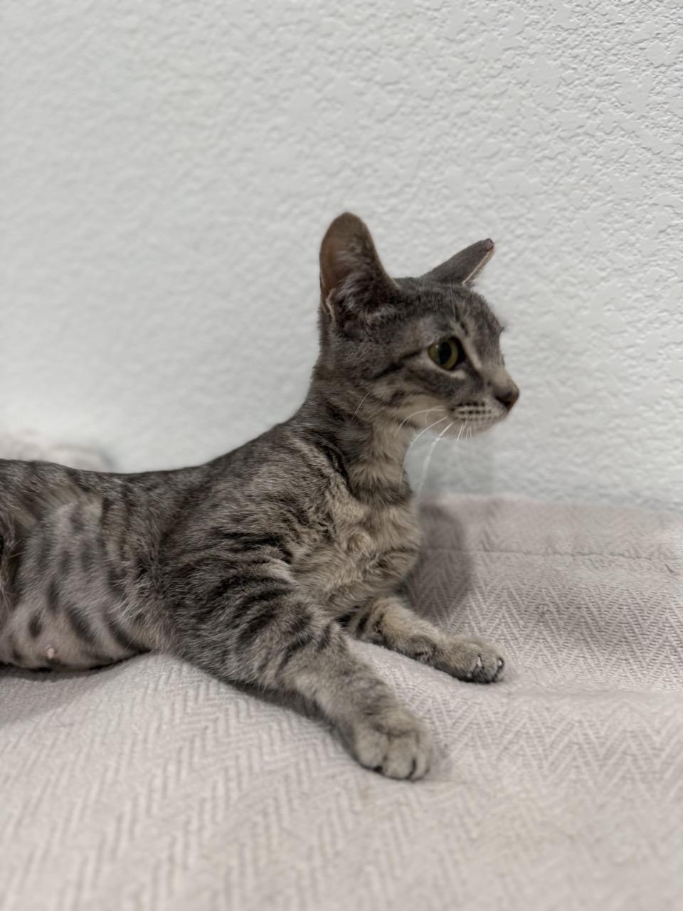 Enlarge Nala, an adopted Domestic Short Hair in Las Vegas, NV image 1/4