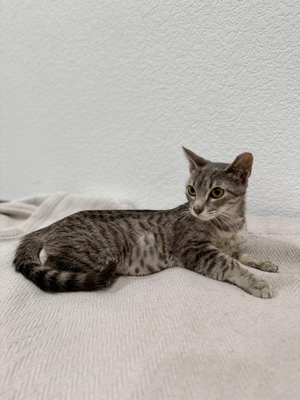 Enlarge Nala, an adopted Domestic Short Hair in Las Vegas, NV image 2/4