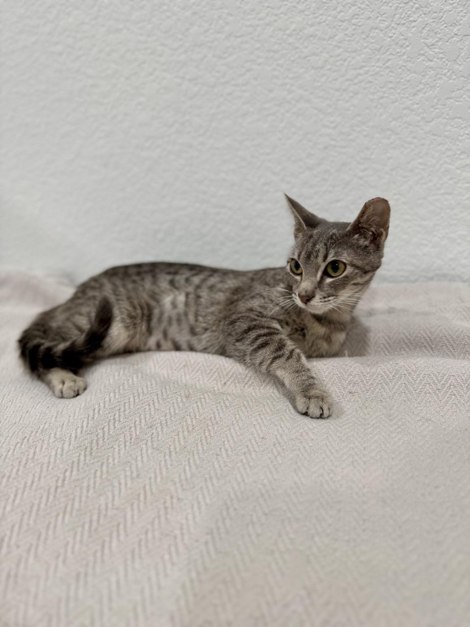 Enlarge Nala, an adopted Domestic Short Hair in Las Vegas, NV image 4/4