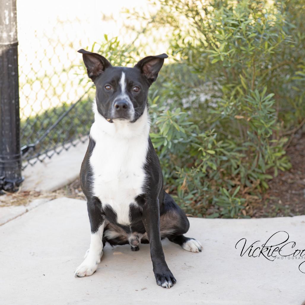 Loki, Adoptable, Adult Male Border Collie & Mixed Breed.