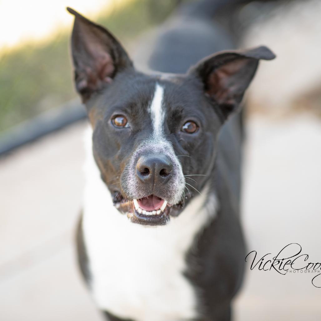 Enlarge Loki, a Adoptable mixed breed in Abilene, TX image 3/4