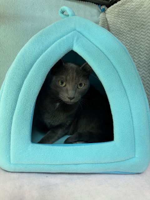 Enlarge Louie, a Adopted Domestic Short Hair in Crown Point, IN image 2/2