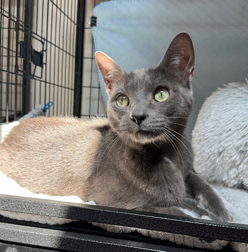 Louie, Adopted, Adult Male Domestic Short Hair.