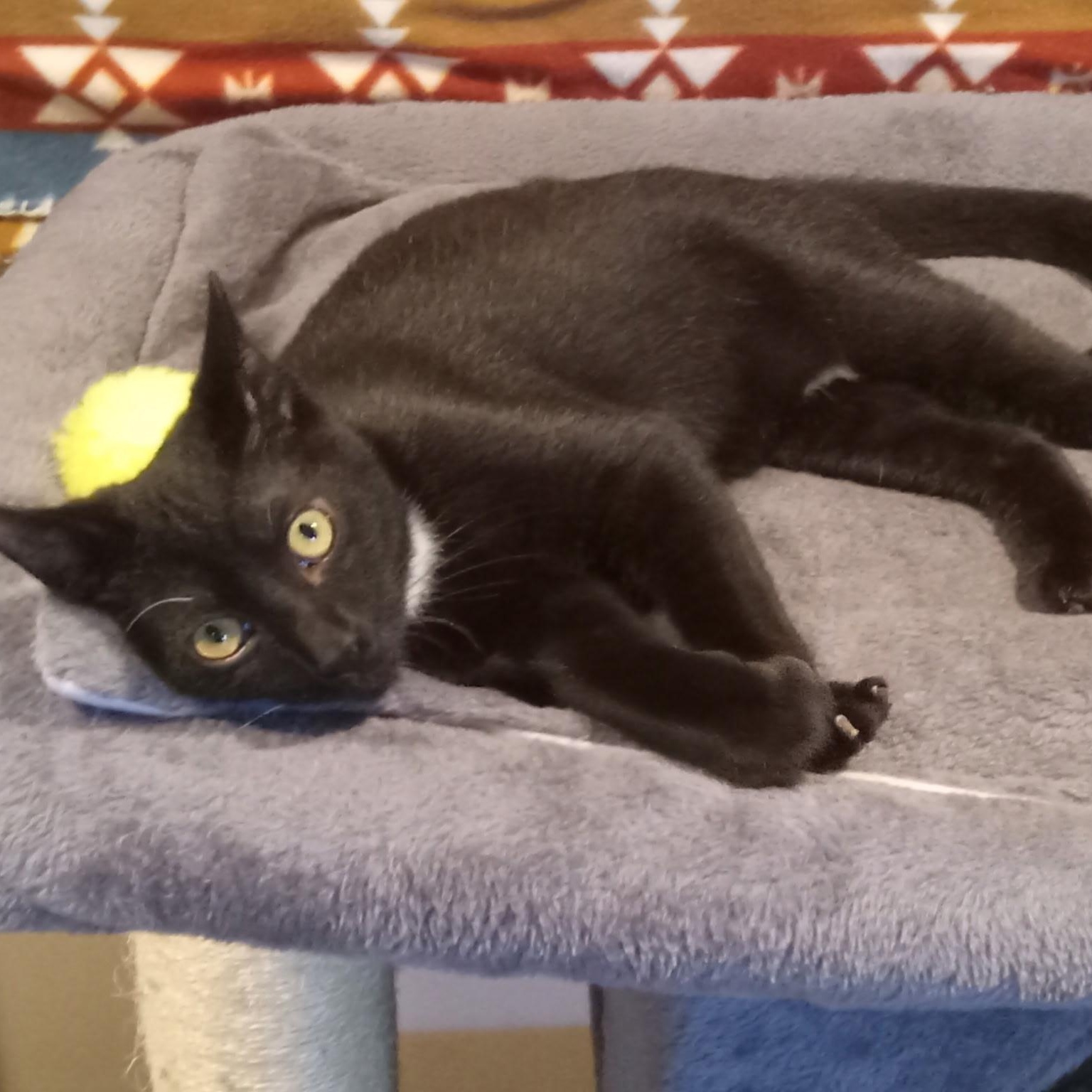 Enlarge Everett, a Adoptable Domestic Short Hair in Beacon, NY image 1/2