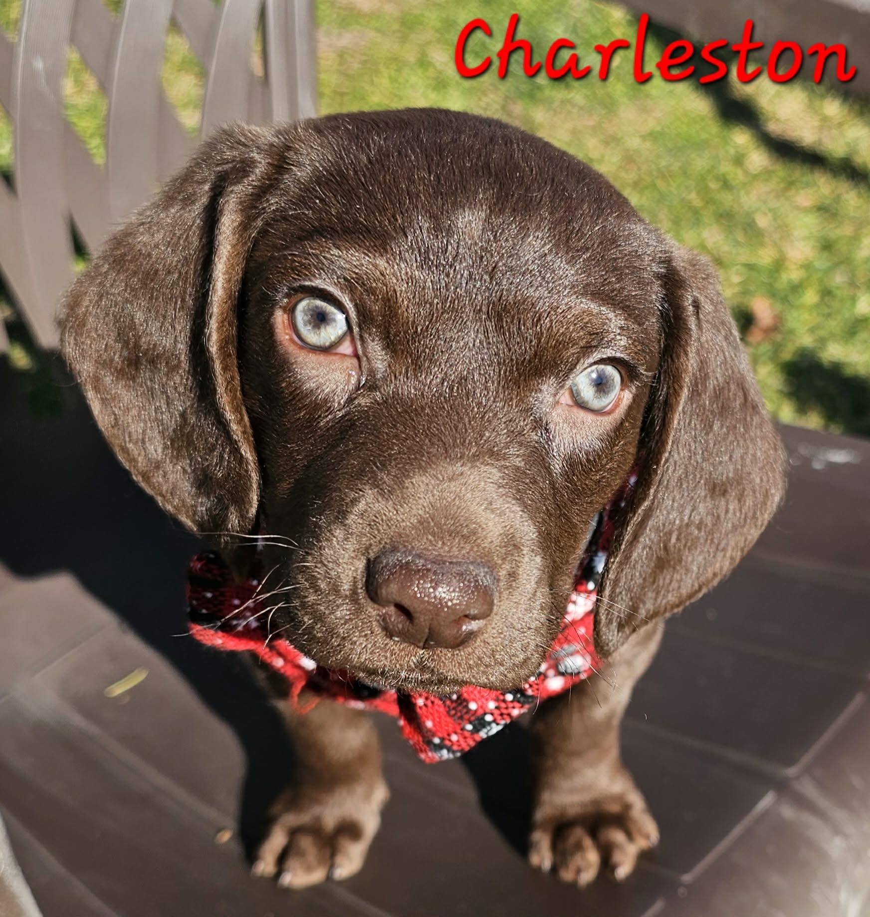 Charleston, adoptable, Puppy Male Boykin Spaniel & Mixed Breed.