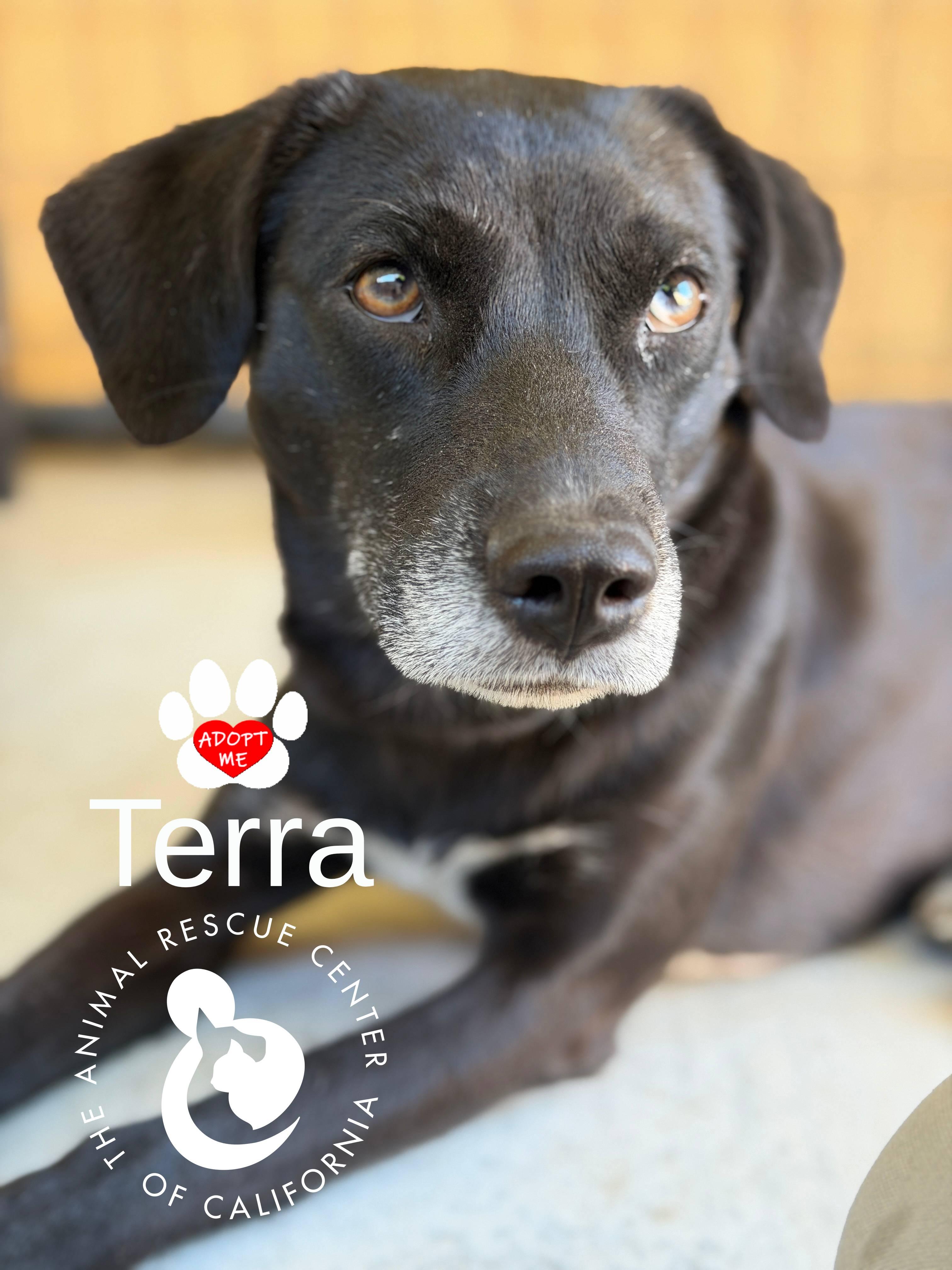 Enlarge Terra, a ADOPTABLE mixed breed in Coachella, CA image 4/4