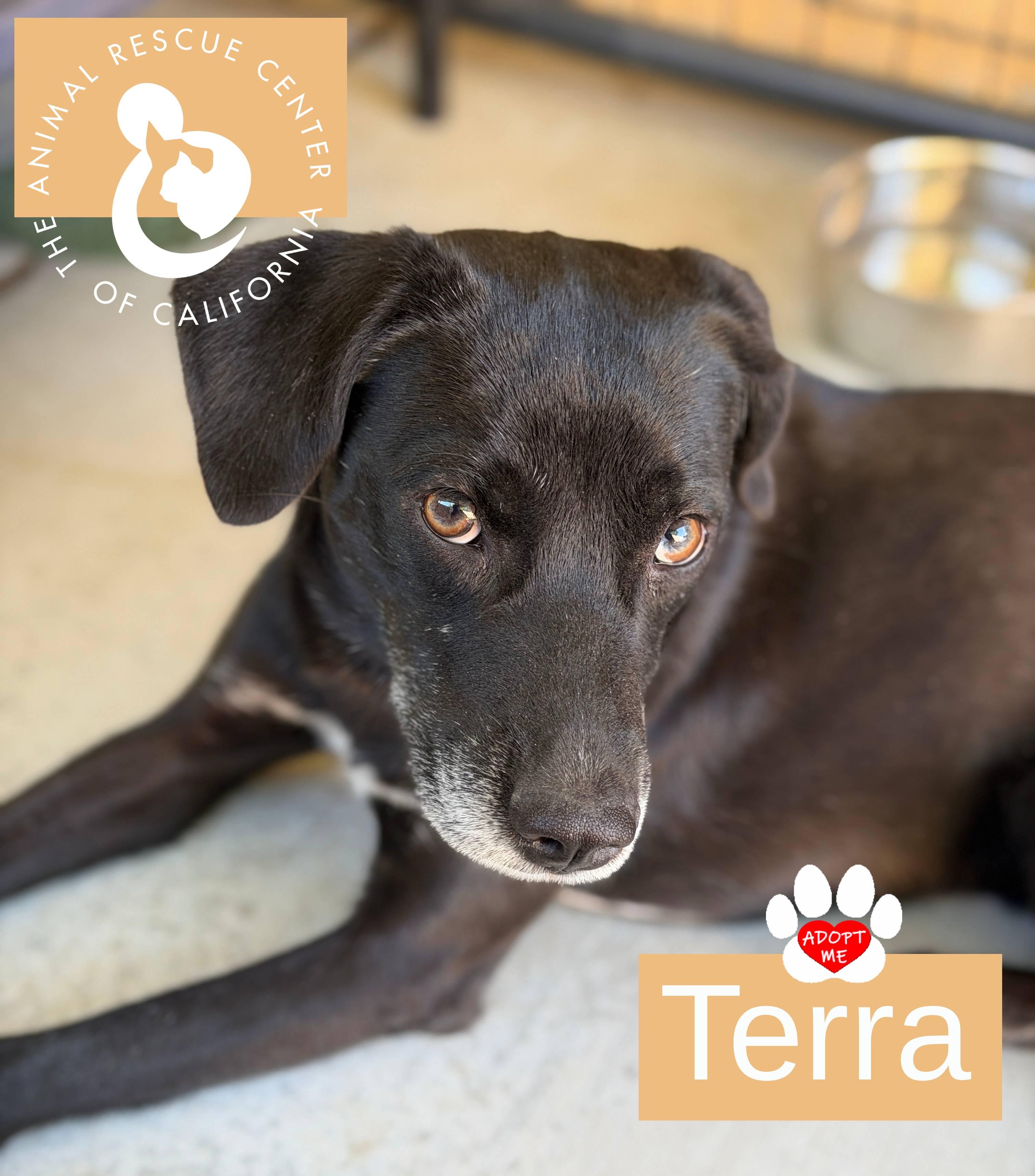 Enlarge Terra, a ADOPTABLE mixed breed in Coachella, CA image 3/4