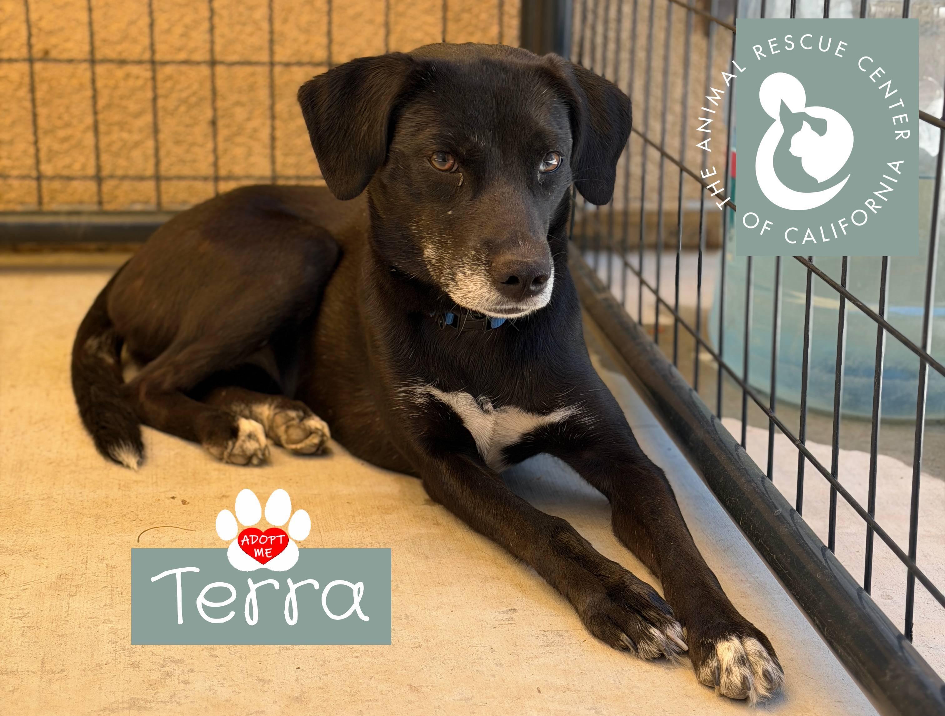 Enlarge Terra, a ADOPTABLE mixed breed in Coachella, CA image 2/4