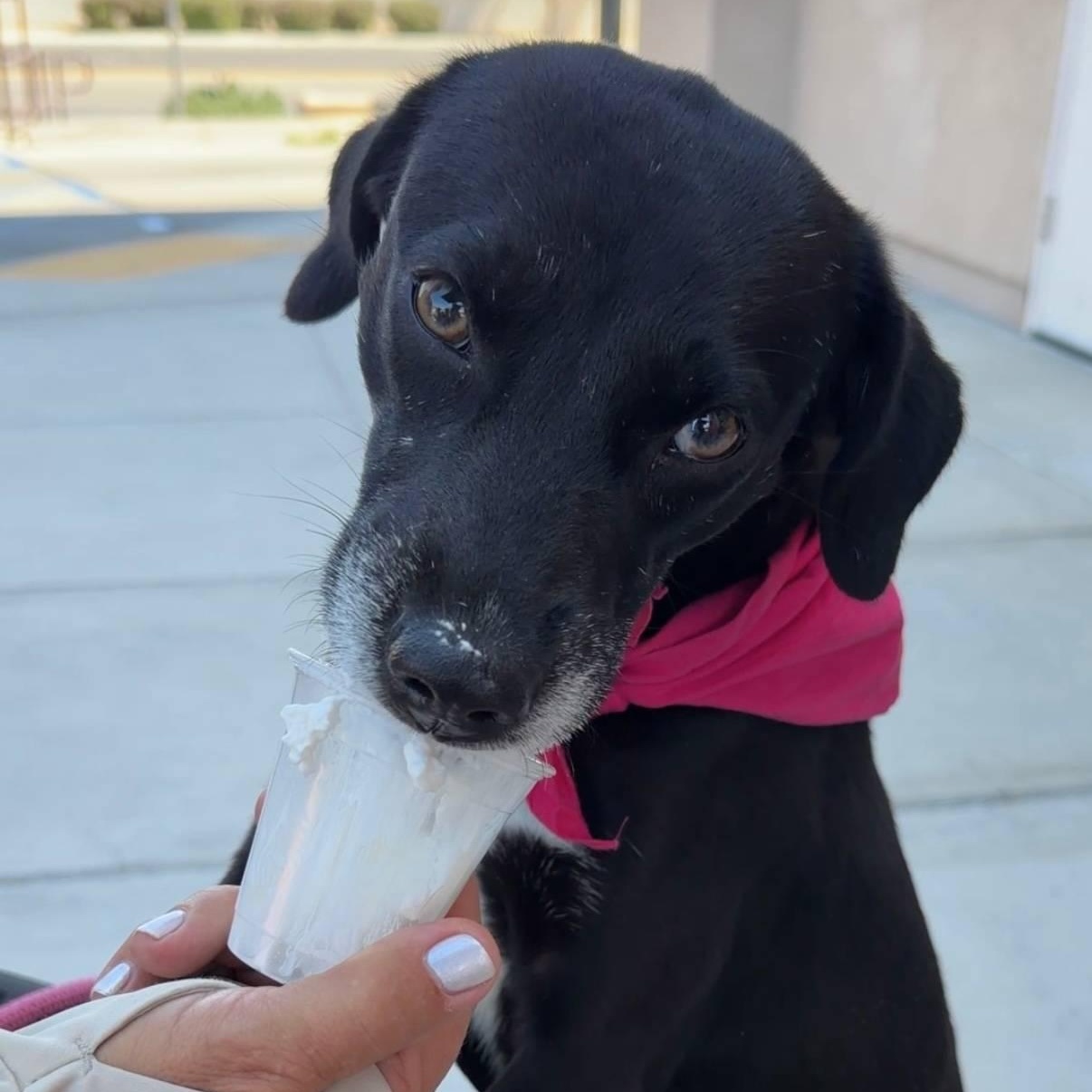 Terra, ADOPTABLE, Young Female Terrier & Black Labrador Retriever.