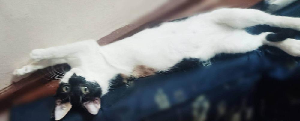 Enlarge Basbousa, a Adoptable mixed breed in WOLCOTT, CT image 3/6