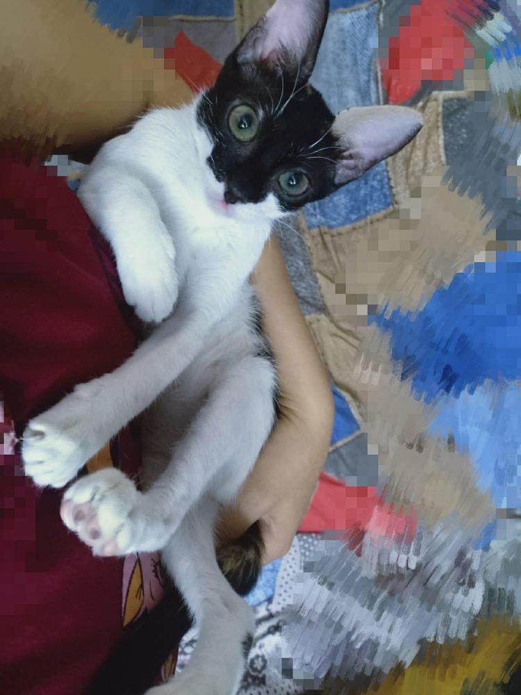 Enlarge Basbousa, a Adoptable mixed breed in WOLCOTT, CT image 6/6