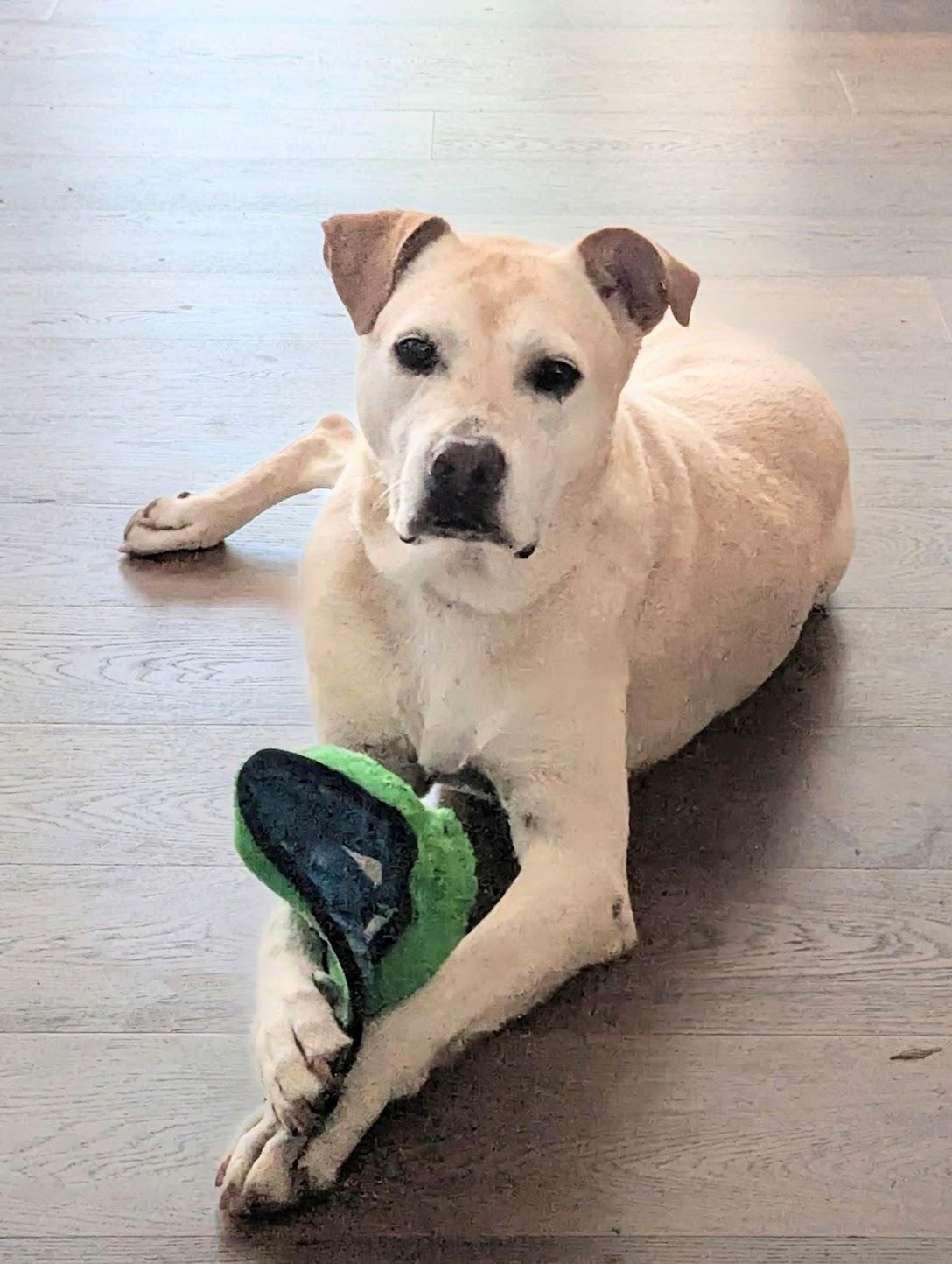 Enlarge Tucker, a Adoptable mixed breed in Maryville, TN image 2/6