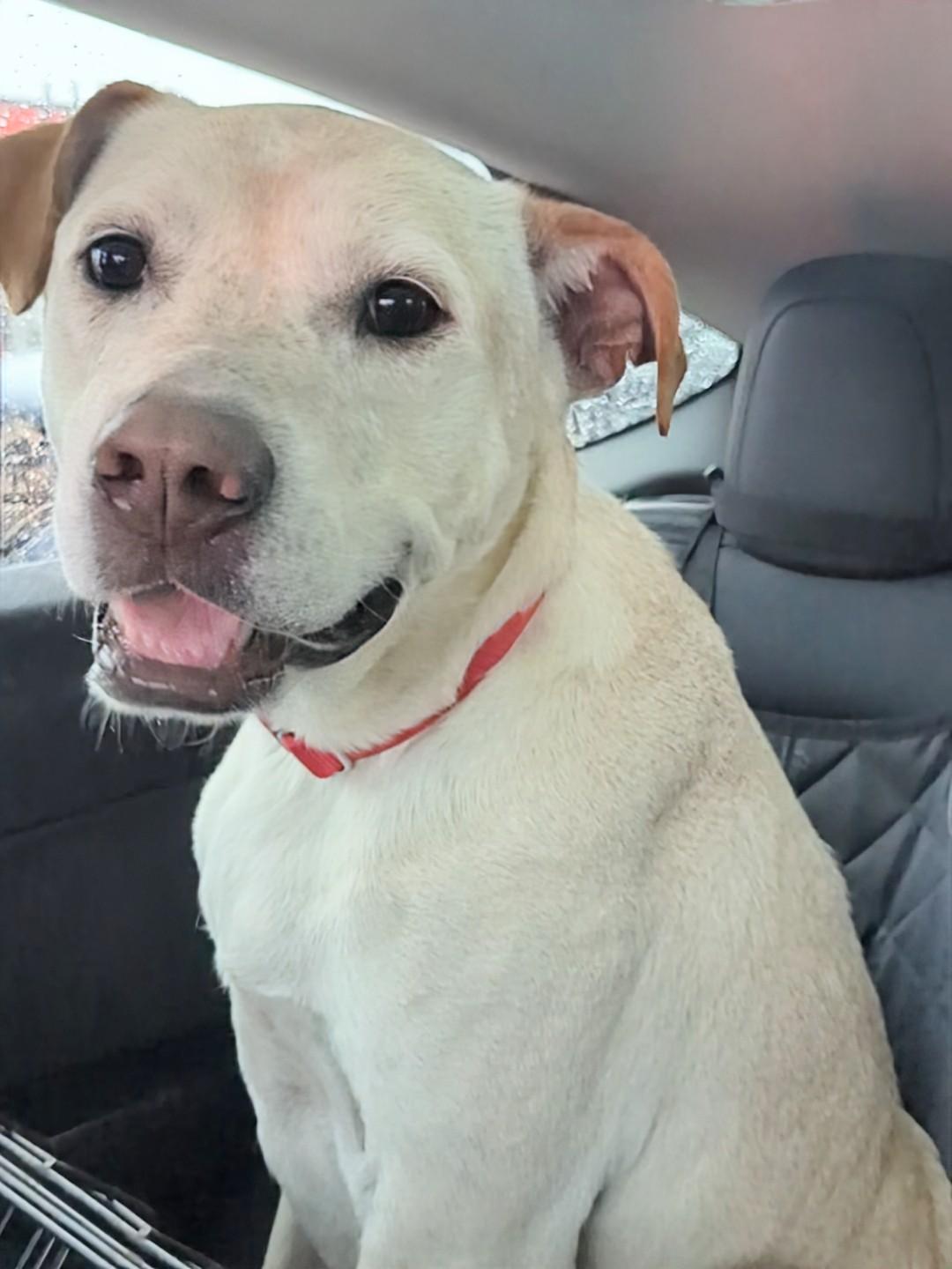 Enlarge Tucker, a Adoptable mixed breed in Maryville, TN image 4/6