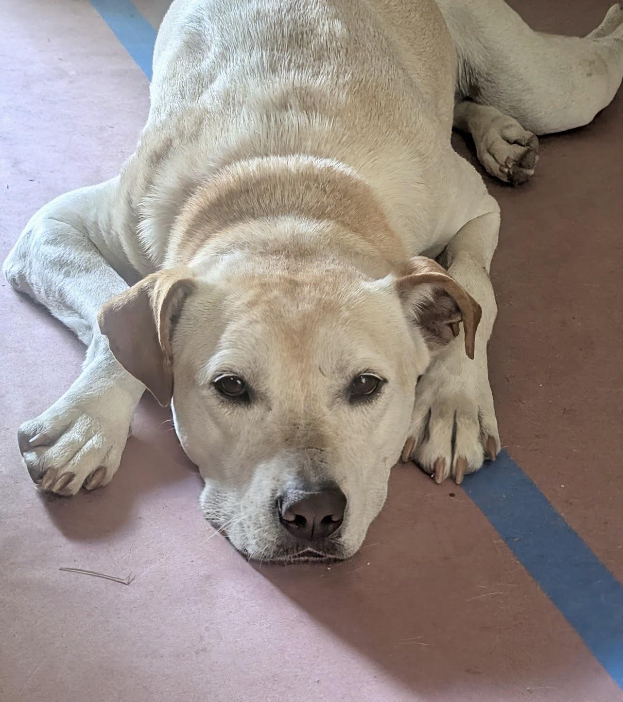 Enlarge Tucker, a Adoptable mixed breed in Maryville, TN image 3/6