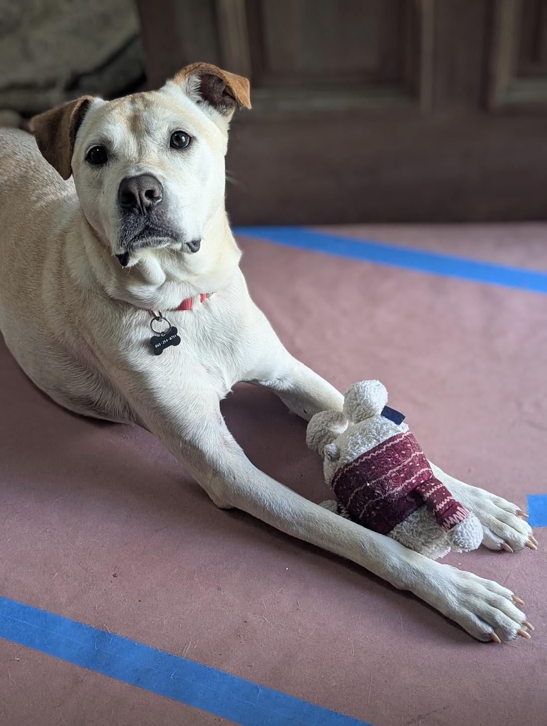 Enlarge Tucker, a Adoptable mixed breed in Maryville, TN image 5/6