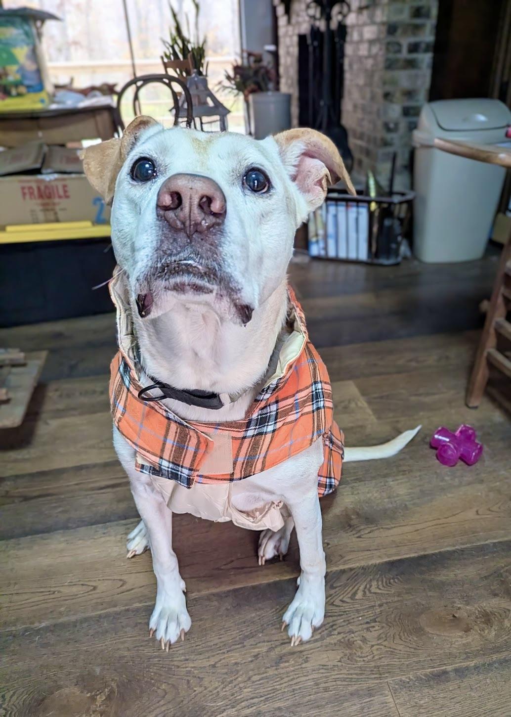 Tucker, Adoptable, Young Male Labrador Retriever & Great Dane.