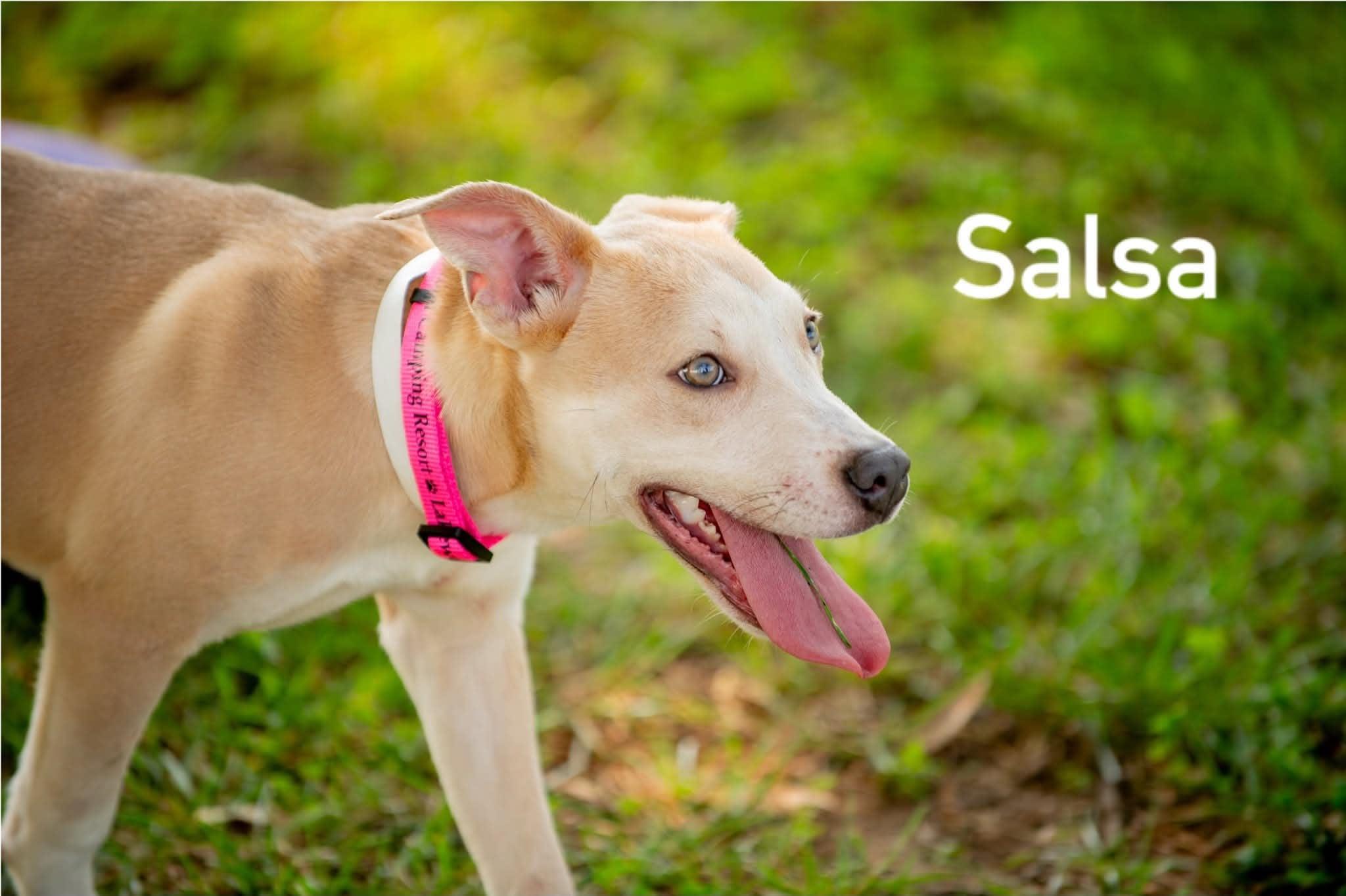 Enlarge Salsa, a ADOPTABLE mixed breed in Douglas, MA image 3/4