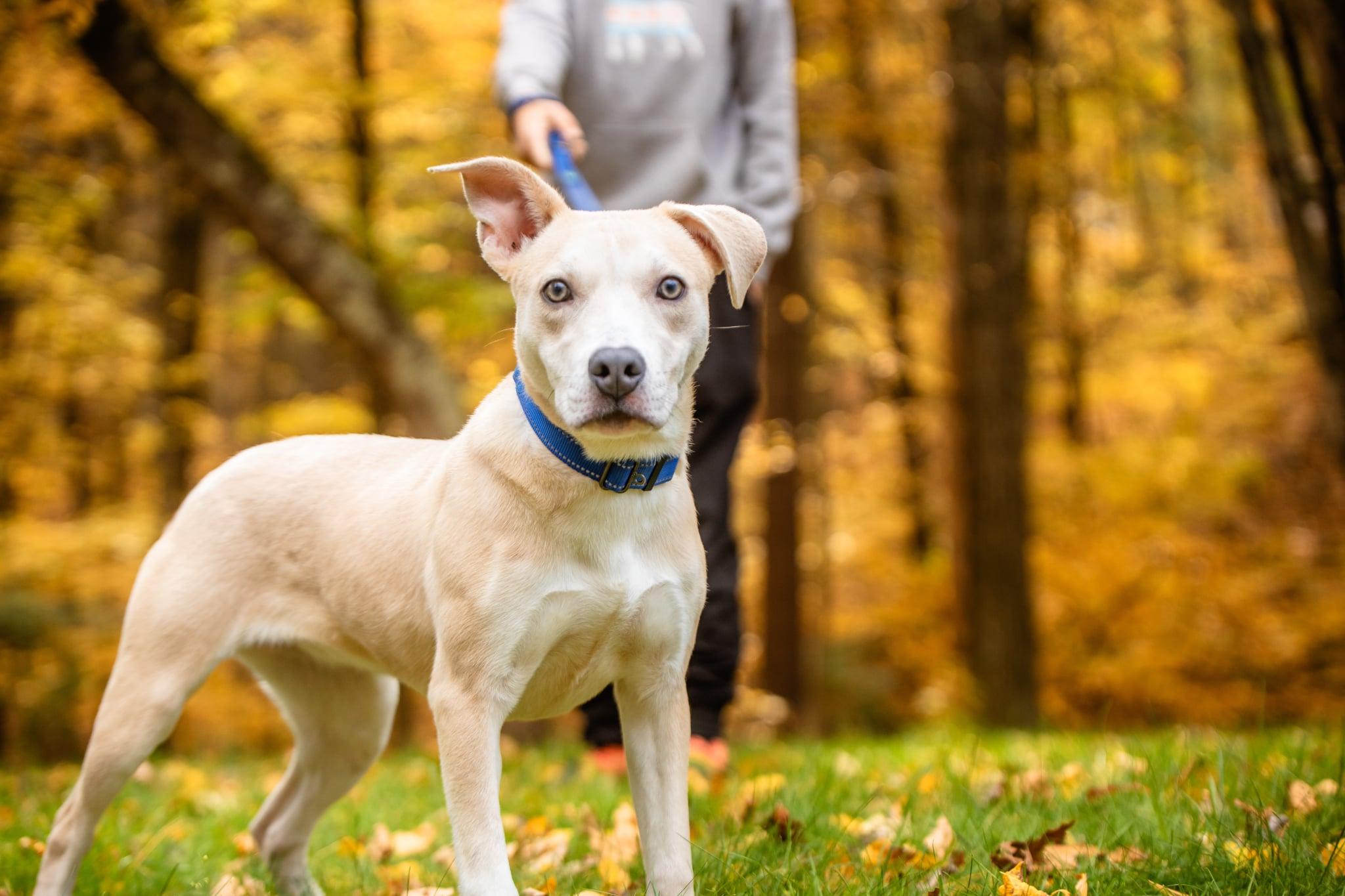 Enlarge Salsa, a Adoptable mixed breed in Douglas, MA image 4/6