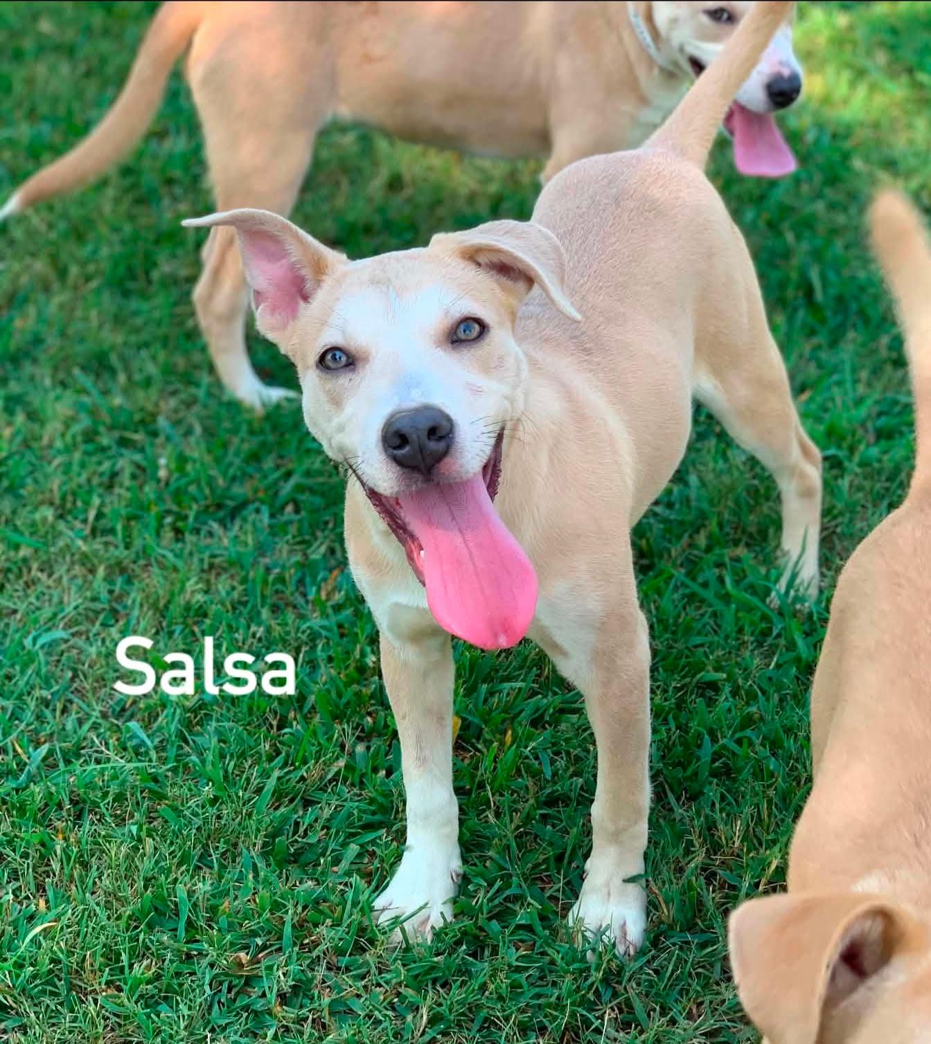 Enlarge Salsa, a ADOPTABLE mixed breed in Douglas, MA image 4/4