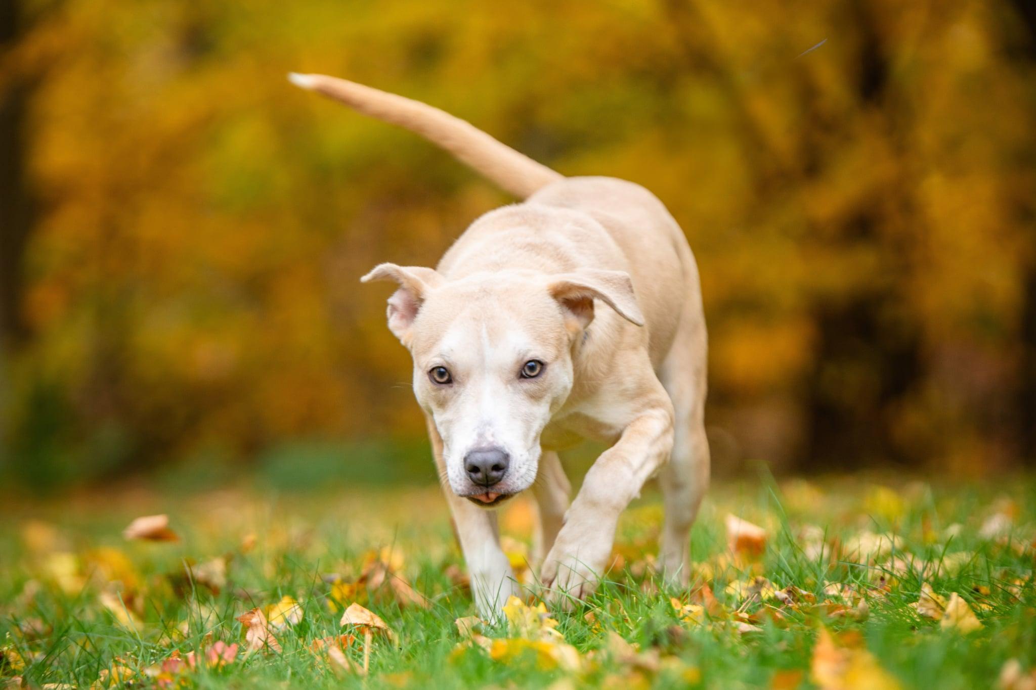 Enlarge Salsa, a Adoptable mixed breed in Douglas, MA image 5/6