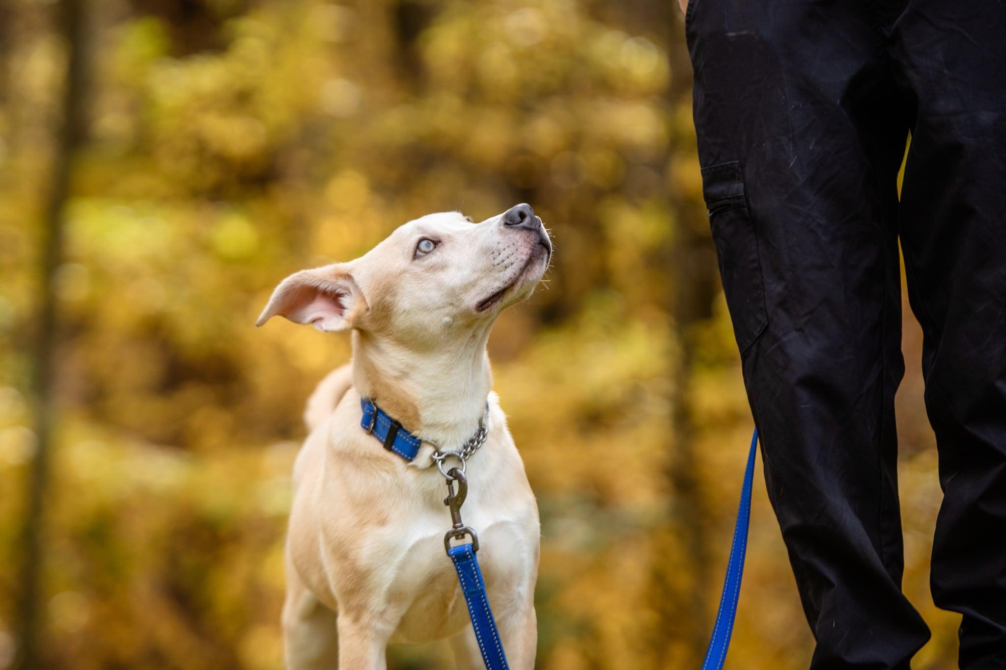Enlarge Salsa, a Adoptable mixed breed in Douglas, MA image 6/6