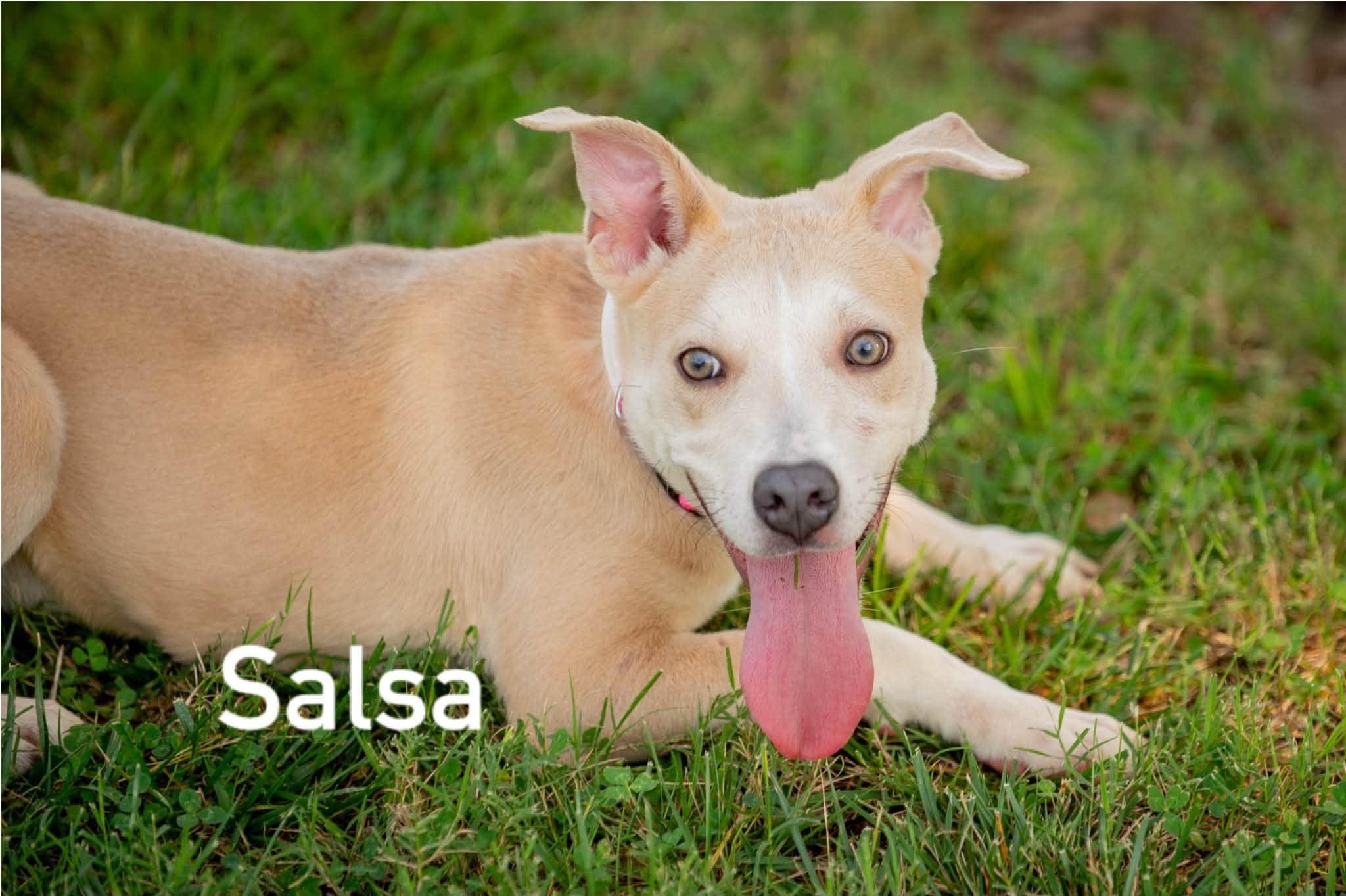 Enlarge Salsa, a ADOPTABLE mixed breed in Douglas, MA image 2/4