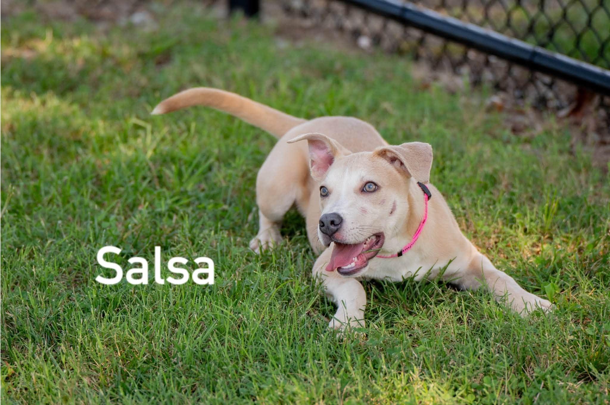 Salsa, ADOPTABLE, Puppy Female Carolina Dog.
