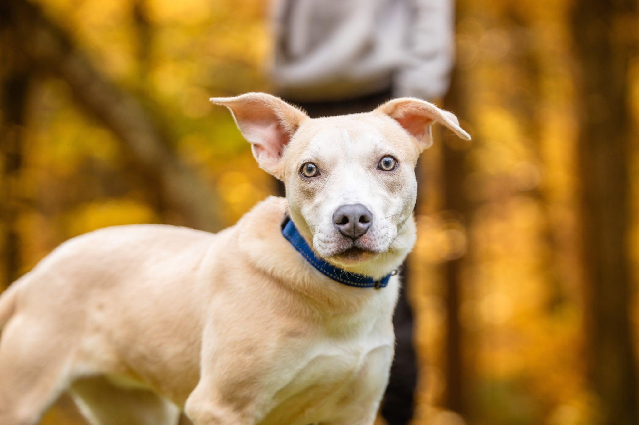 Salsa, Adoptable, Puppy Female Carolina Dog.