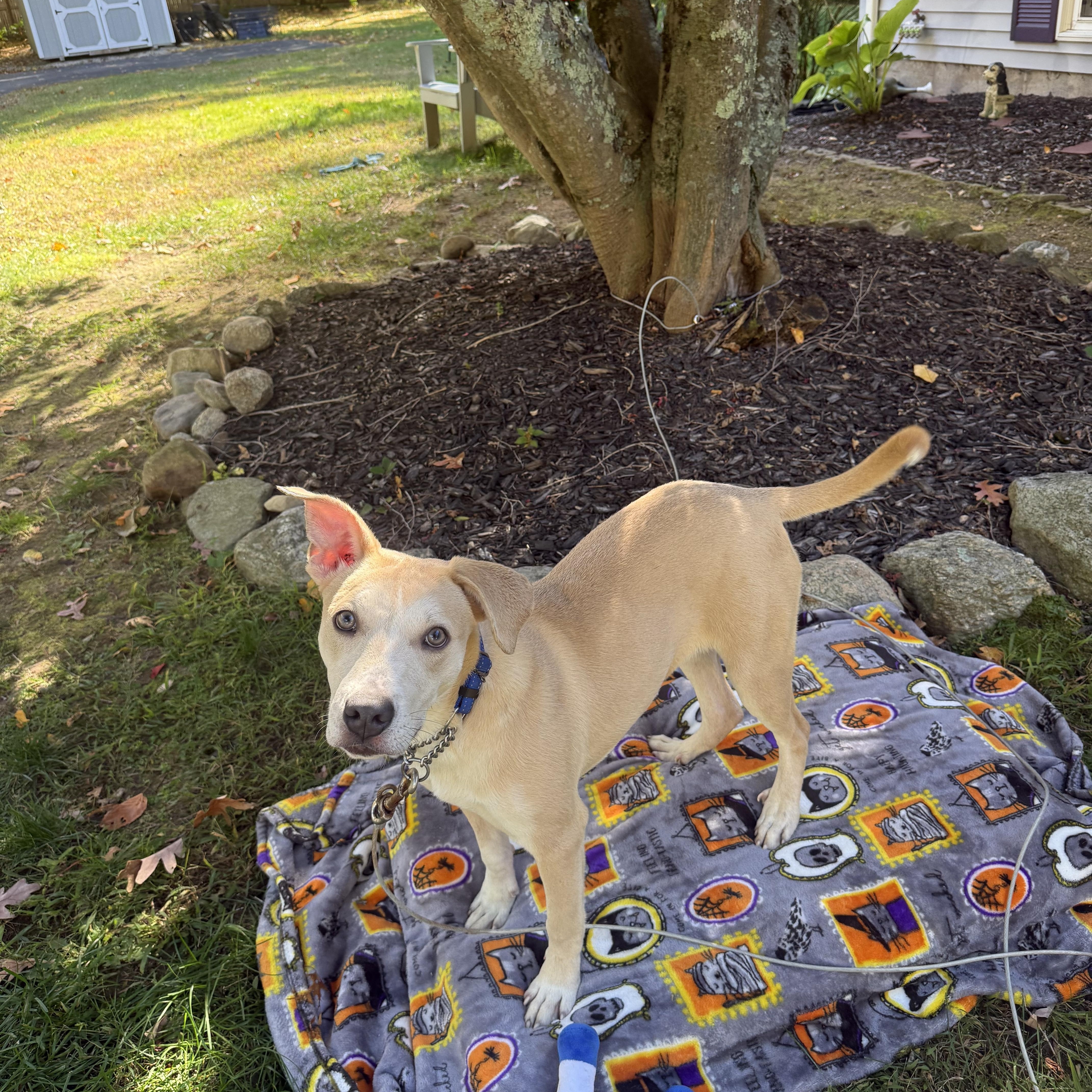 Enlarge Salsa, a Adoptable mixed breed in Douglas, MA image 3/6
