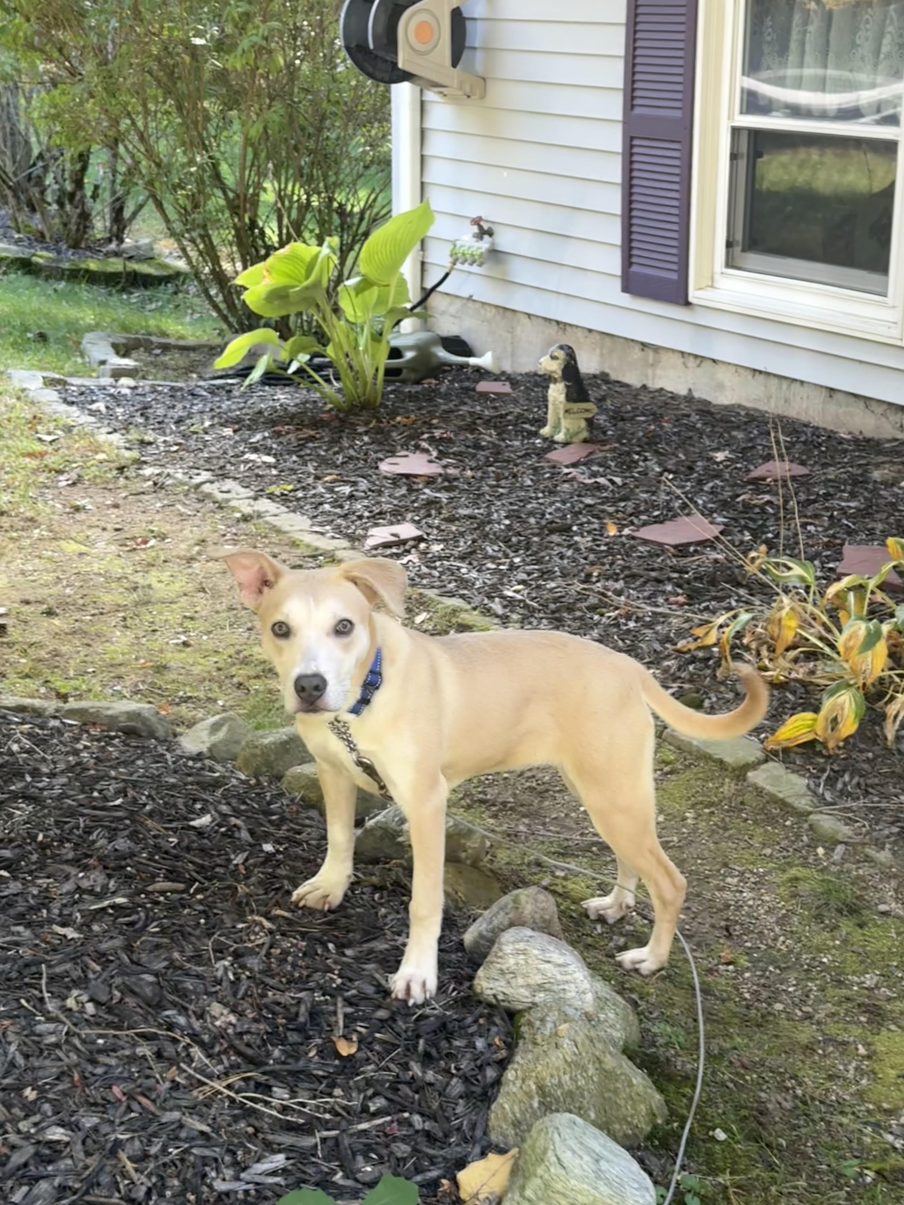 Enlarge Salsa, a Adoptable mixed breed in Douglas, MA image 2/6