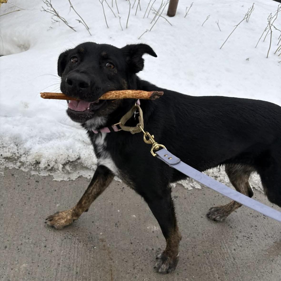 Leia, ADOPTABLE, Young Female German Shepherd Dog & Alaskan Malamute.