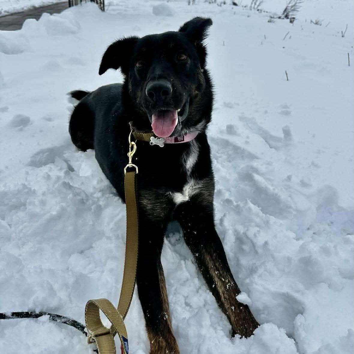Enlarge Leia, a ADOPTABLE mixed breed in Almonte, ON image 5/6