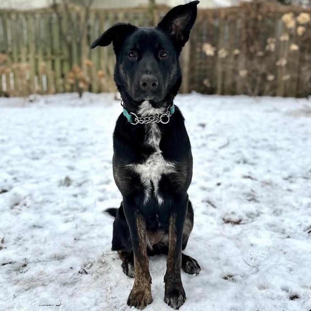 Enlarge Leia, a ADOPTABLE mixed breed in Almonte, ON image 4/6