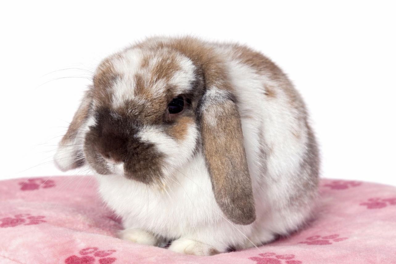 Addy, Adoptable, Adult Female Holland Lop.