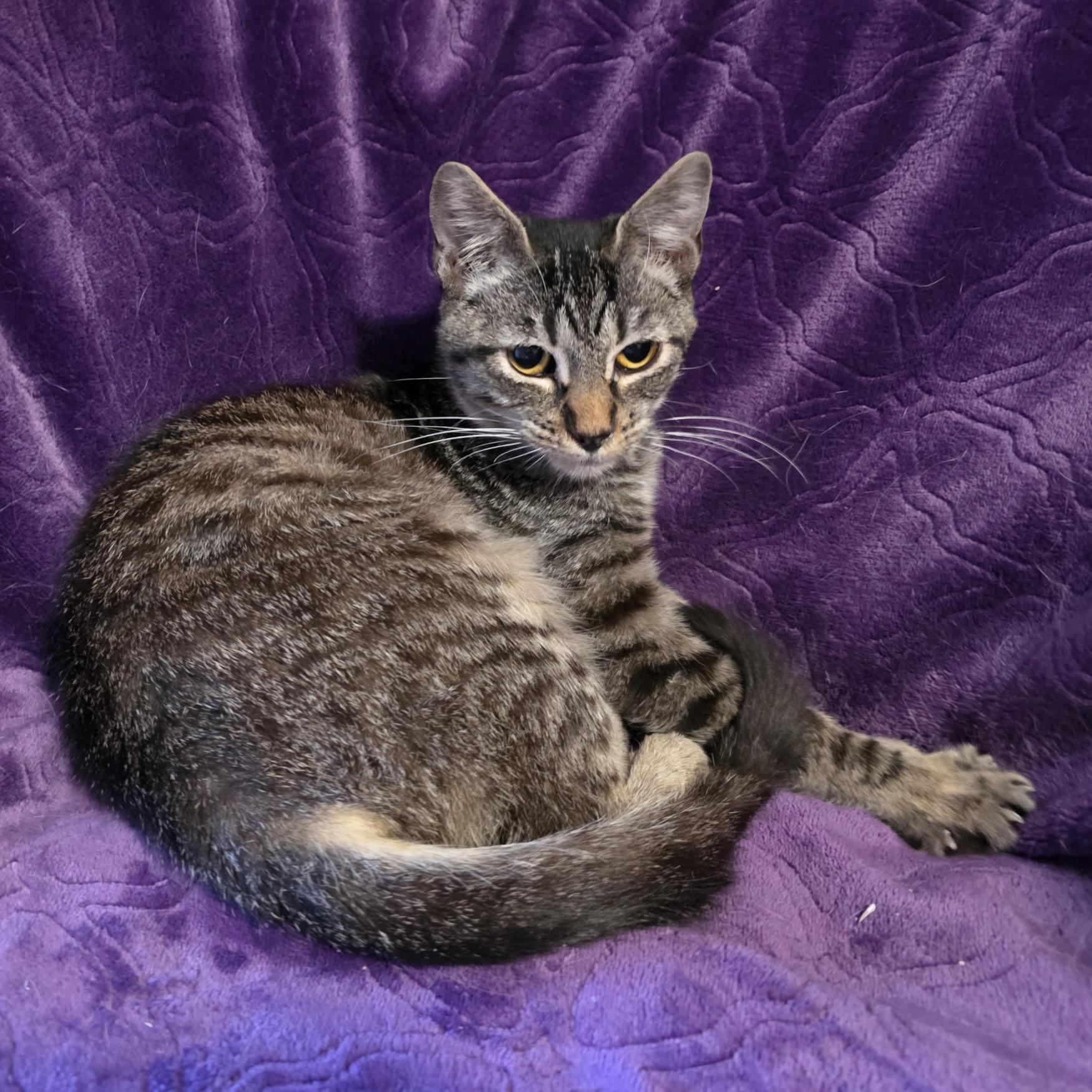 Laura Pie, ADOPTABLE, Young Female Domestic Short Hair.
