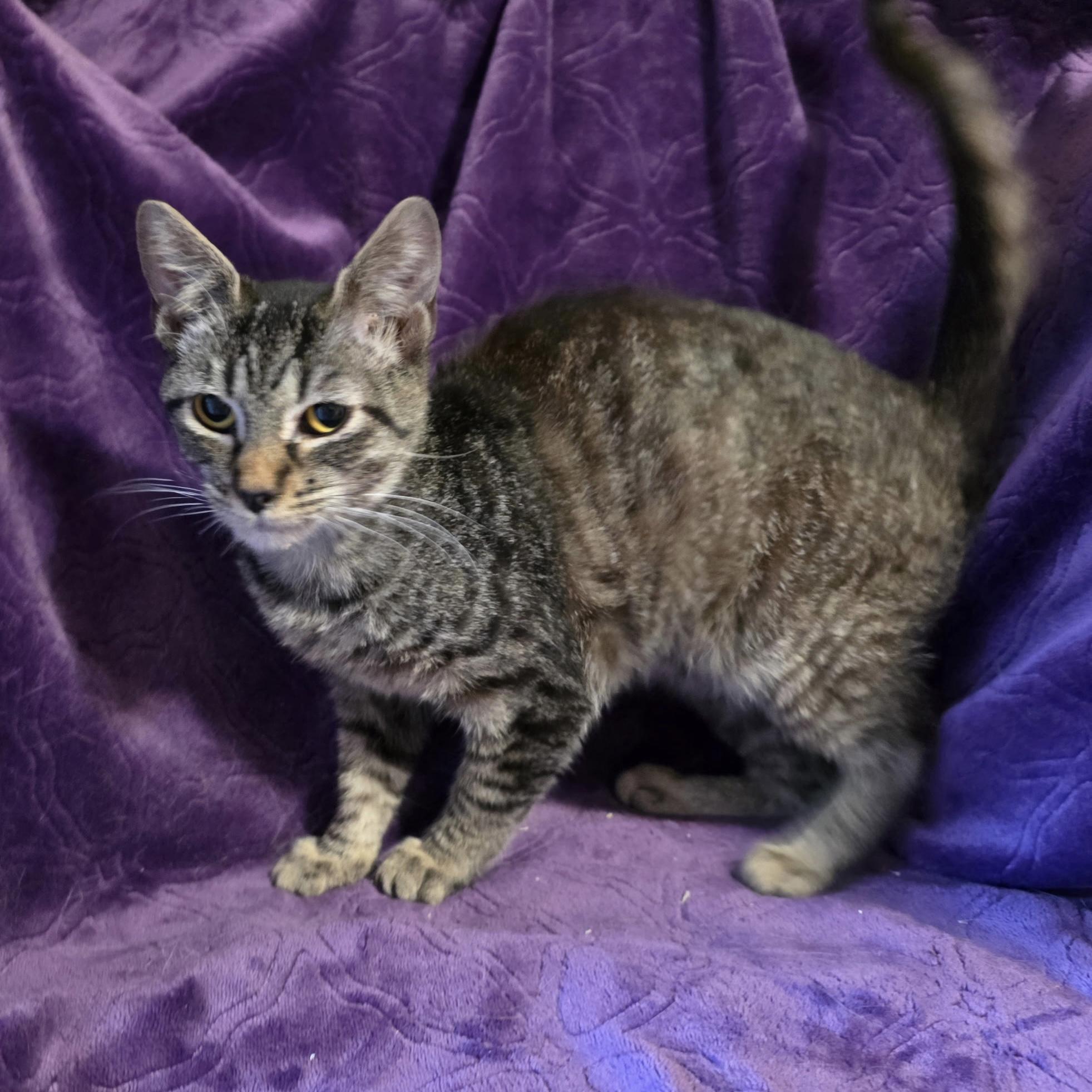 Laura Pie, a ADOPTABLE Domestic Short Hair in Bentonville, AR image 2/2