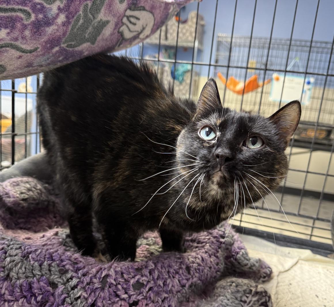 Enlarge Kaltain, a Adoptable mixed breed in Coralville, IA image 1/2