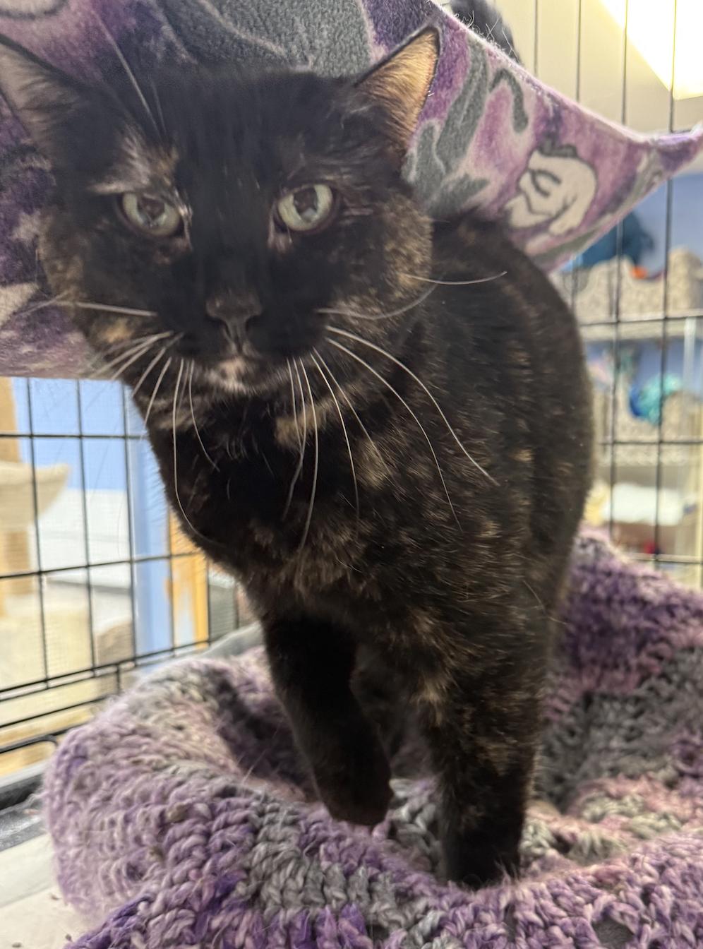 Enlarge Kaltain, a Adoptable mixed breed in Coralville, IA image 2/2