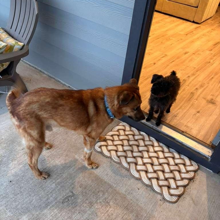 Stella — thumbnail 2