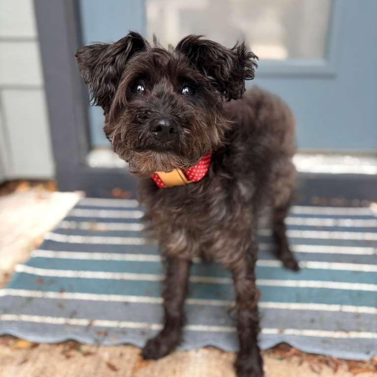 Stella — thumbnail 3