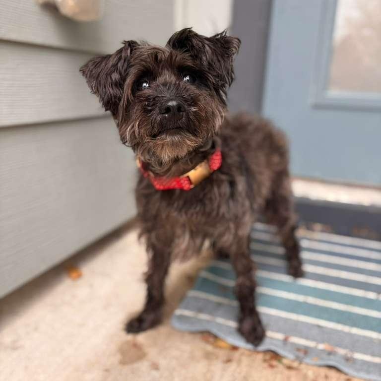 Stella — thumbnail 5