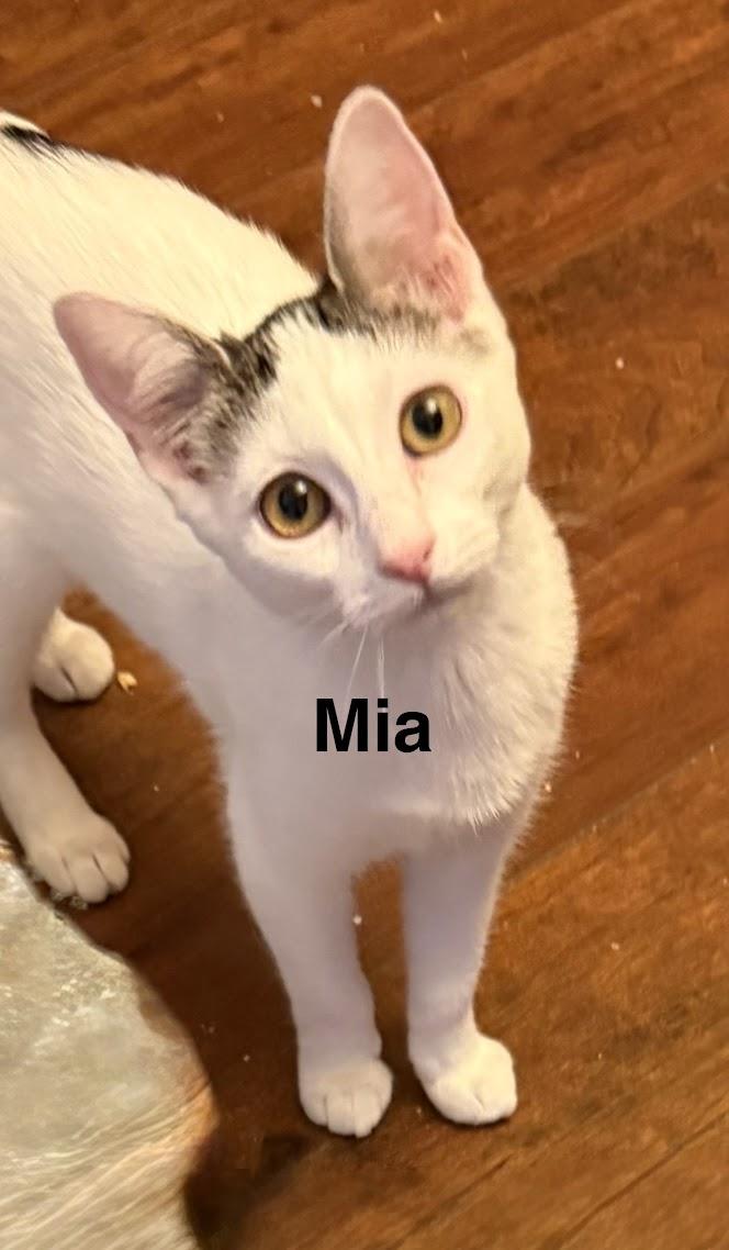 Mia, Adoptable, Kitten Female Domestic Short Hair.