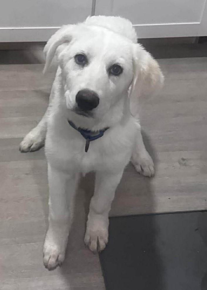 Enlarge Zoey, an adoptable Great Pyrenees in Charlotte, NC image 5/6