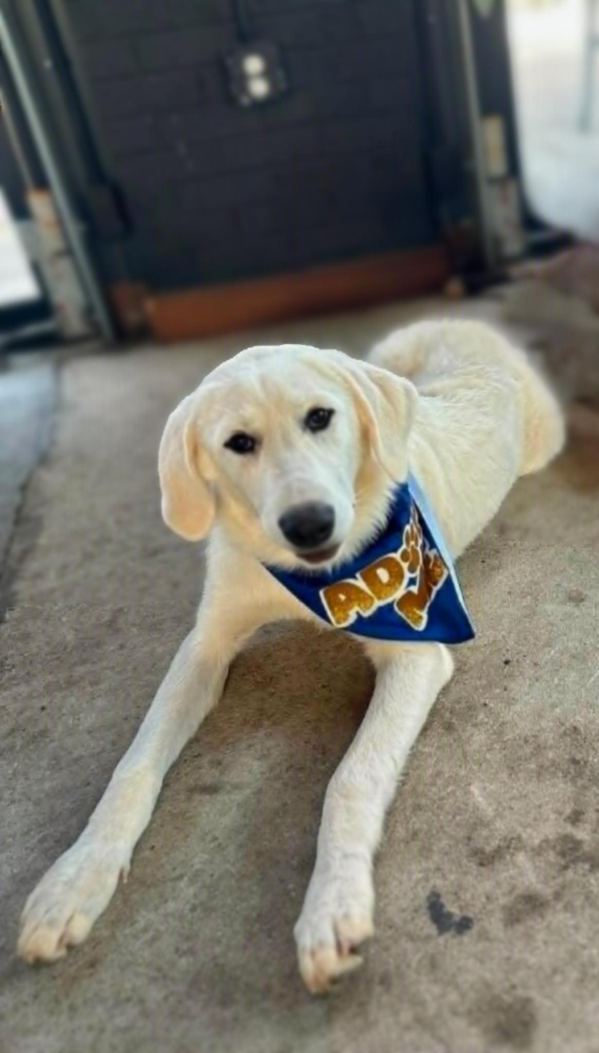 Zoey, adoptable, Young Female Great Pyrenees.