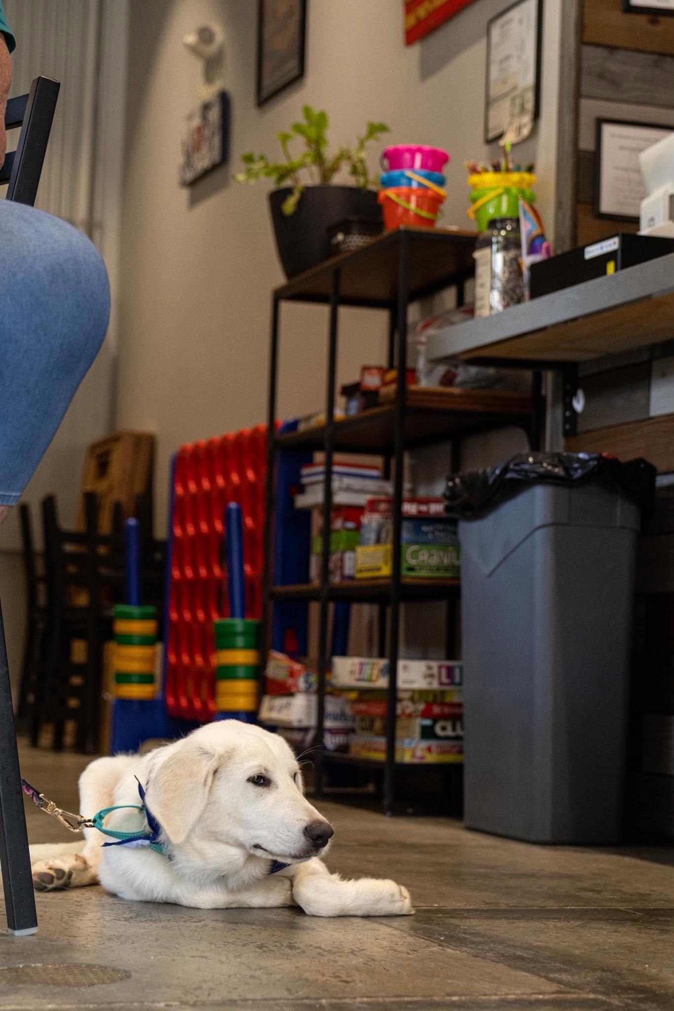 Enlarge Zoey, an adoptable Great Pyrenees in Charlotte, NC image 3/6