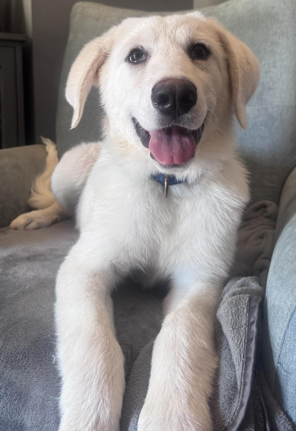 Enlarge Zoey, an adoptable Great Pyrenees in Charlotte, NC image 6/6