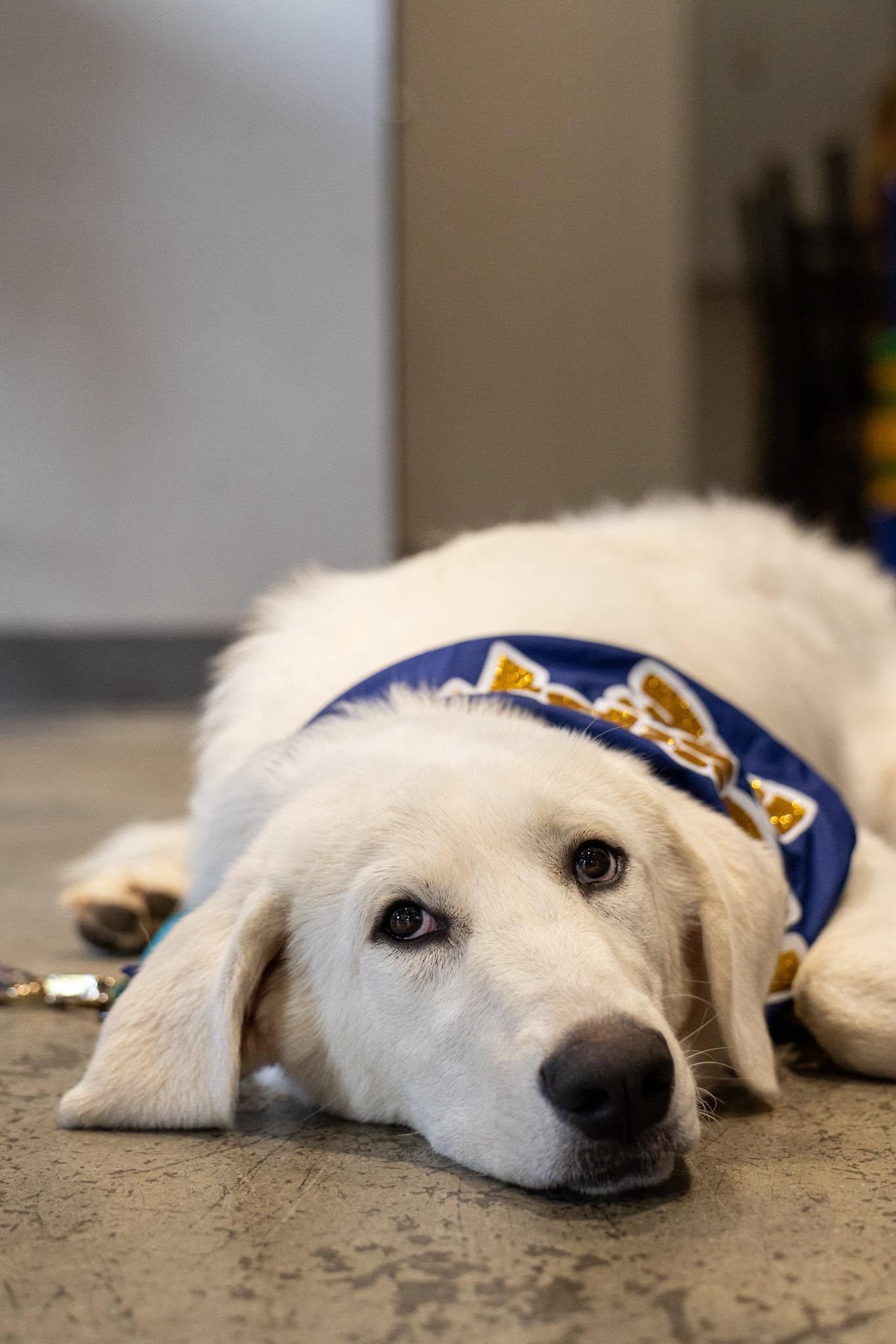 Enlarge Zoey, an adoptable Great Pyrenees in Charlotte, NC image 2/6