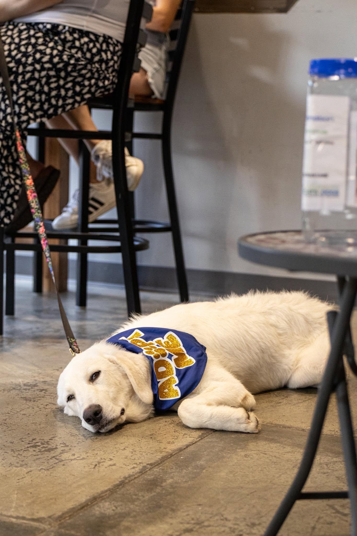 Enlarge Zoey, an adoptable Great Pyrenees in Charlotte, NC image 4/6