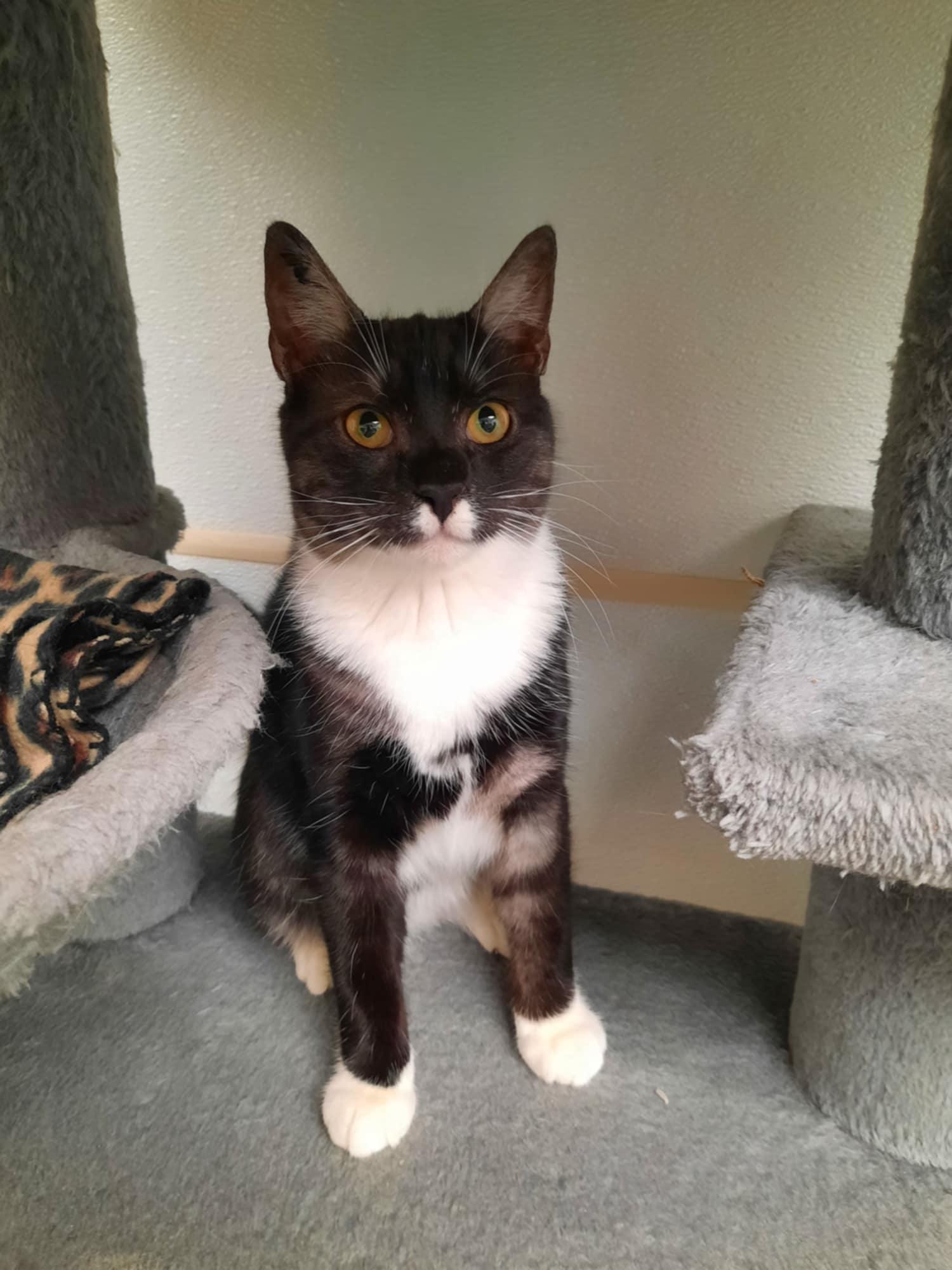 Zora aka Gigi, Adopted, Young Female Domestic Short Hair.